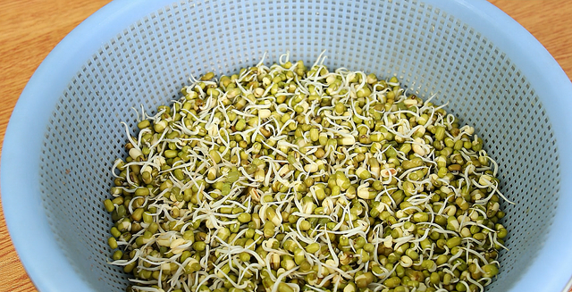 想吃豆芽不用买，教你在家生豆芽，5天就能吃，方法简单一看就会