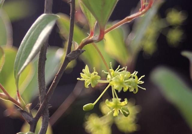 用新鲜土茯芩怎么种植(土茯苓种植区域)图4