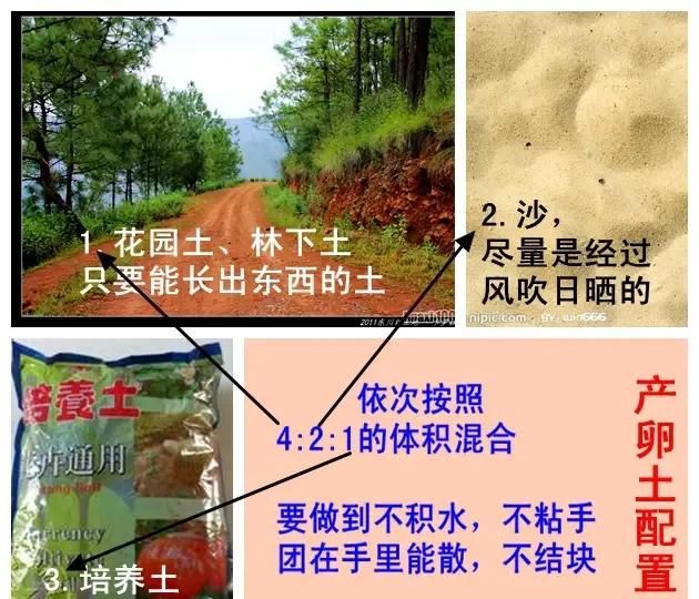 龟蛋怎样孵化出小龟图2
