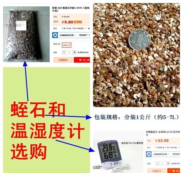 龟蛋怎样孵化出小龟图3