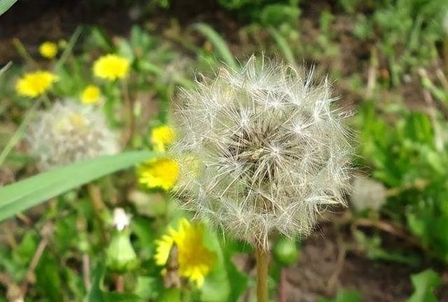 每天喝杯蒲公英水，或有这6种好处“不请自来”，不妨了解下