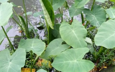 野生芋禾怎么消毒