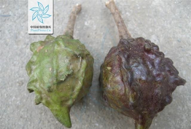 中药材马槟榔