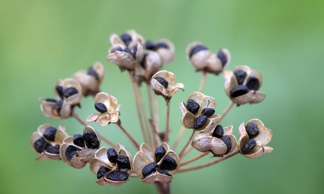 中药古今研究：韭菜子