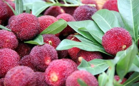 吃不完的新鲜的杨梅应该怎么保存