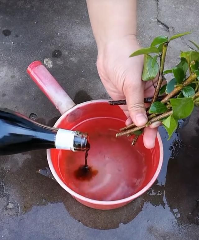 三角梅土里加点醋可以吗怎么浇水图2