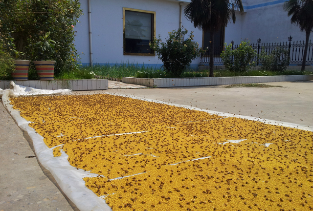 蜜蜂养殖，什么花粉繁蜂好？都说茶花粉比油菜花粉好，真是这样吗