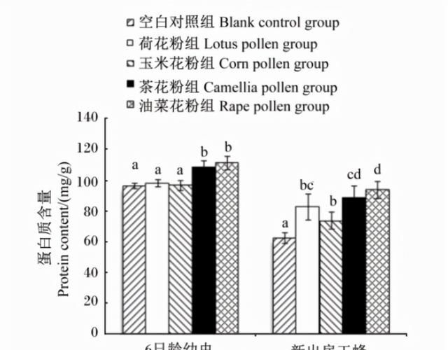 蜜蜂养殖，什么花粉繁蜂好？都说茶花粉比油菜花粉好，真是这样吗