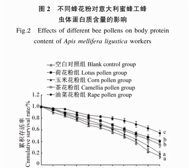 蜜蜂养殖，什么花粉繁蜂好？都说茶花粉比油菜花粉好，真是这样吗