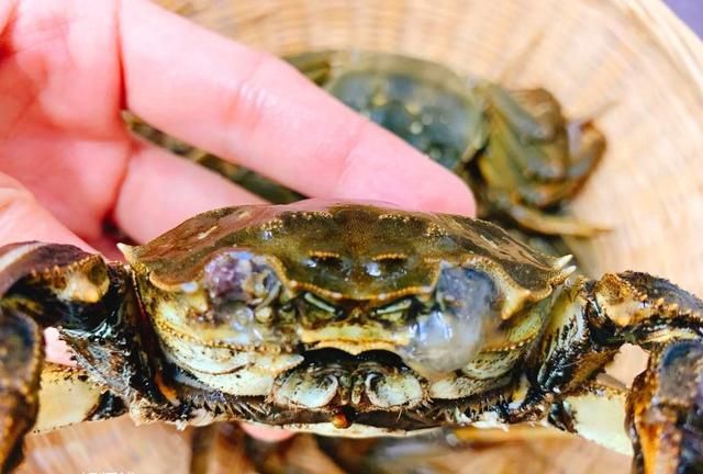 蒸螃蟹很简单？其实有诀窍，5大诀窍，轻松蒸出肉嫩不流黄的螃蟹