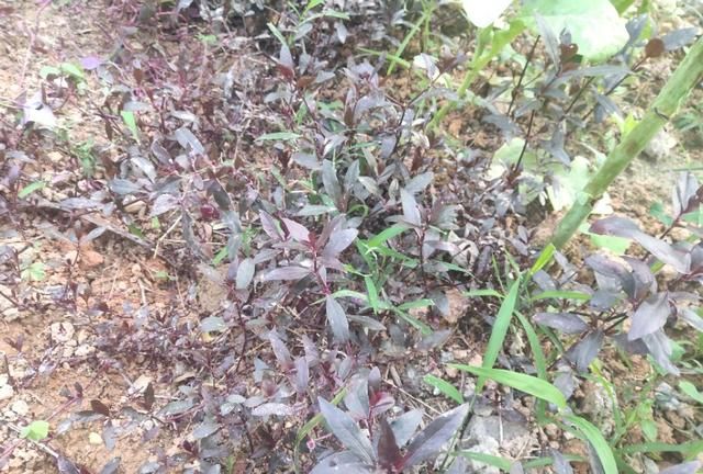 农村这种草，具有清热去火的功效，特别是小孩肠胃上火