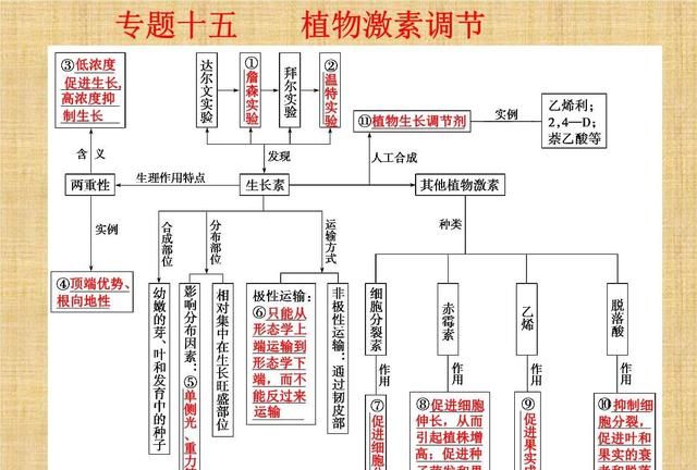 种植银杏树需要注意些什么,庭院种银杏树注意事项图3