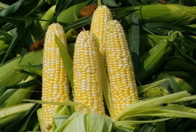 玉米里含多少活性肽图2