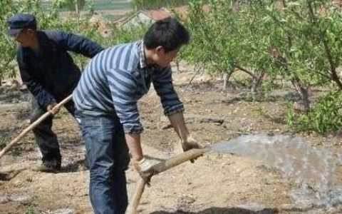 糖醇钙和3个15复合肥可以一起施吗