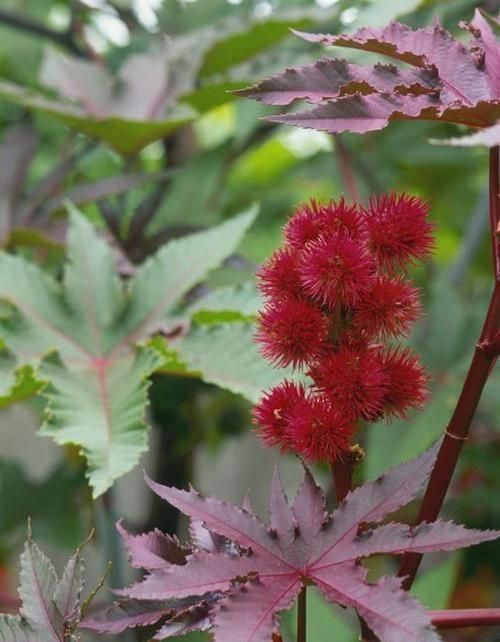 植物蓖麻长什么样,有什么用途吗图6