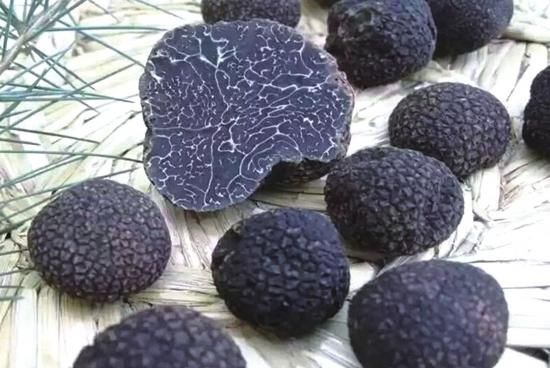 试吃世界三大美食“松露”，真是千奇百怪的味道，一个也没吃完