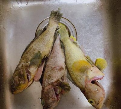 常吃葱葱石斑鱼的人一年也不跑一趟医院