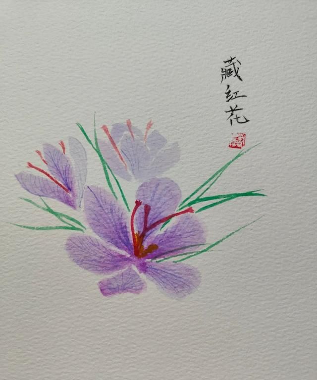 红花和藏红花，一字之差，功效却不同