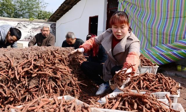 《本草纲目》丹参的介绍，功效与作用