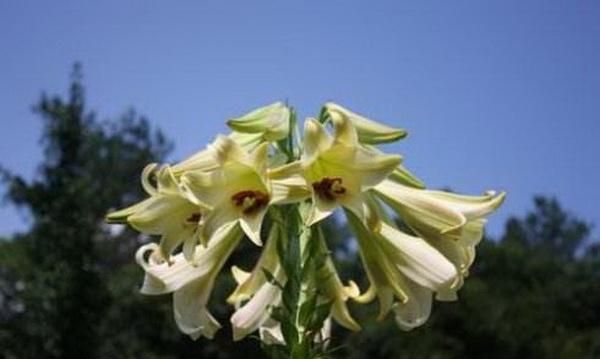 哪些鲜花可以吃(可以吃的鲜花有哪些)图7
