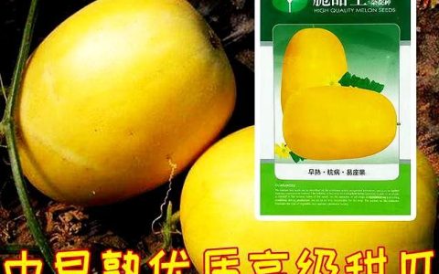 甜瓜的优良品种有哪些