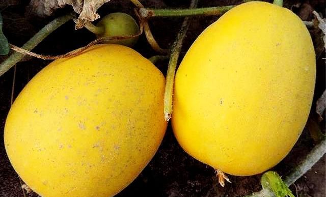 甜瓜品种中的“王者”级代表品种！更香，更甜，更高产！易栽培