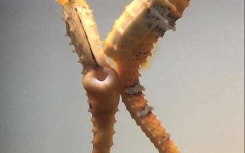 海马泡酒要活还是死的