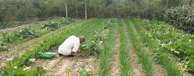 “到了三月三，荠菜当灵丹”，好吃美味的荠菜，种植难吗？