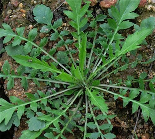 “到了三月三，荠菜当灵丹”，好吃美味的荠菜，种植难吗？
