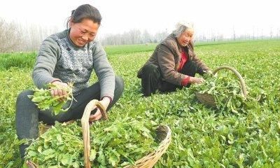 “到了三月三，荠菜当灵丹”，好吃美味的荠菜，种植难吗？