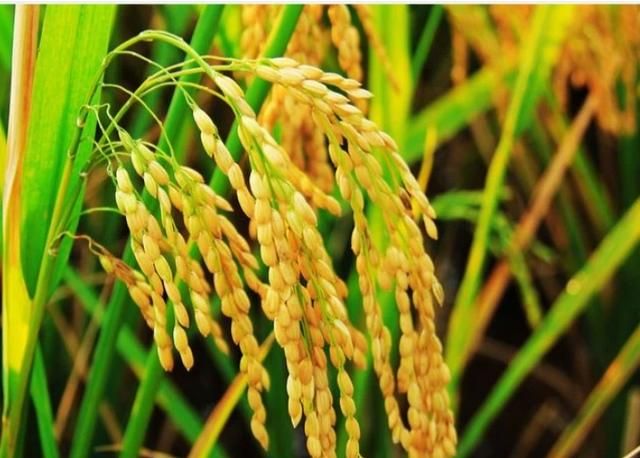 水稻为什么有白根黄根黑根之分图4