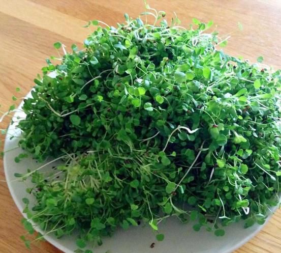 食用芽菜有什么好处(小麦芽菜对咽炎有没有什么好处)图1