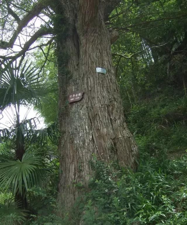 香榧是种植干果美味，榧树则是珍稀保护植物