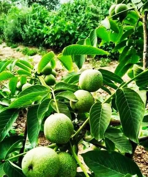 薄皮核桃和厚皮核桃营养价值图1