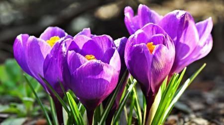 藏红花怎样种植,种植藏红花骗局图4