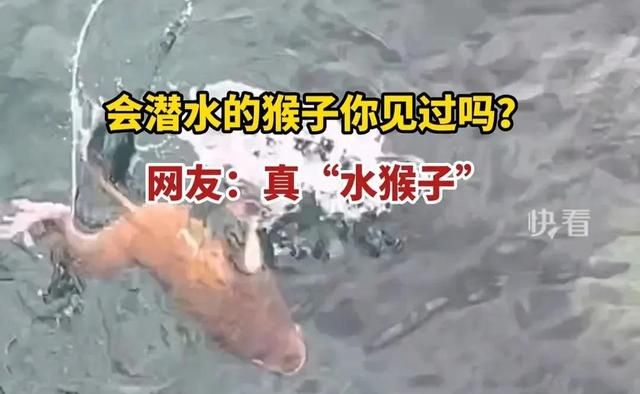 传说中的“水猴子”不是水獭、树懒，而是会潜水的猴子？