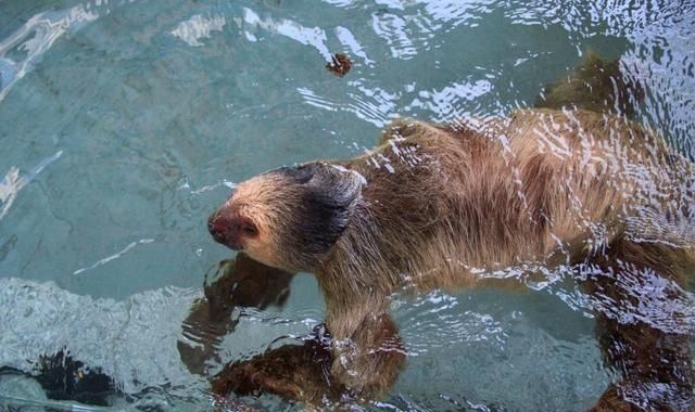 传说中的“水猴子”不是水獭、树懒，而是会潜水的猴子？