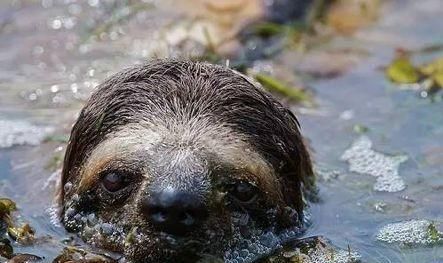 传说中的“水猴子”不是水獭、树懒，而是会潜水的猴子？