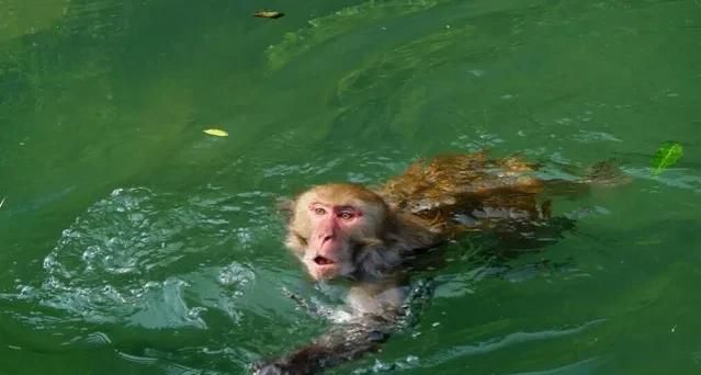 传说中的“水猴子”不是水獭、树懒，而是会潜水的猴子？