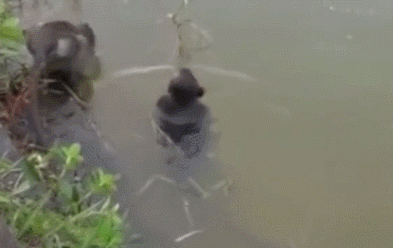 传说中的“水猴子”不是水獭、树懒，而是会潜水的猴子？