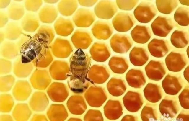 蜂胶是怎么提取的,蜂胶提取紧致工艺图1