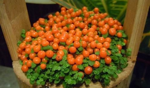 种植灯珠花需要注意什么事项,灯珠花怎么种植图1