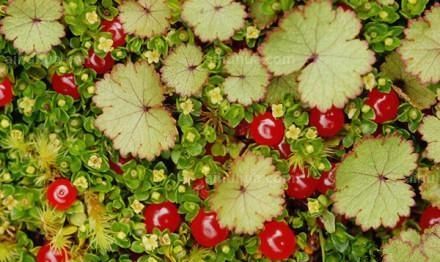 种植灯珠花需要注意什么事项,灯珠花怎么种植图3