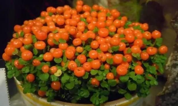 种植灯珠花需要注意什么事项,灯珠花怎么种植图4