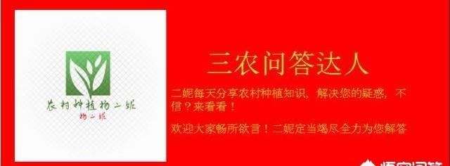 种植灯珠花需要注意什么事项,灯珠花怎么种植图6