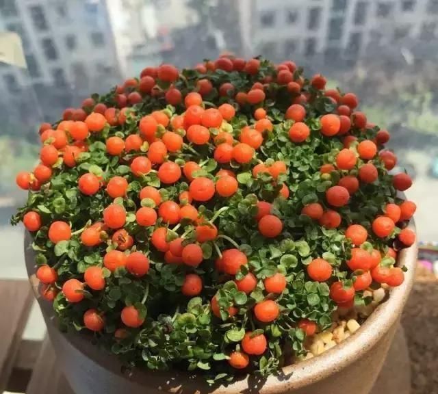 种植灯珠花需要注意什么事项,灯珠花怎么种植图8
