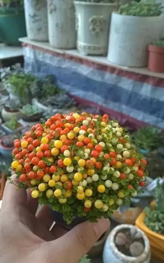 种植灯珠花需要注意什么事项,灯珠花怎么种植图9