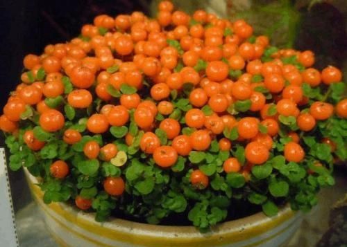 种植灯珠花需要注意什么事项,灯珠花怎么种植图10
