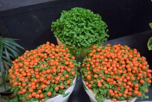 种植灯珠花需要注意什么事项,灯珠花怎么种植图11