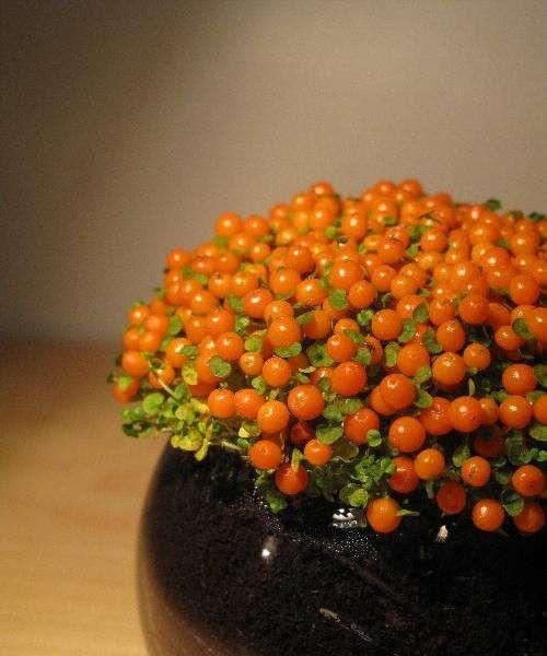 种植灯珠花需要注意什么事项,灯珠花怎么种植图12